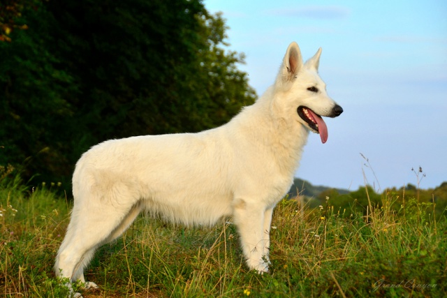 bella1a.jpg