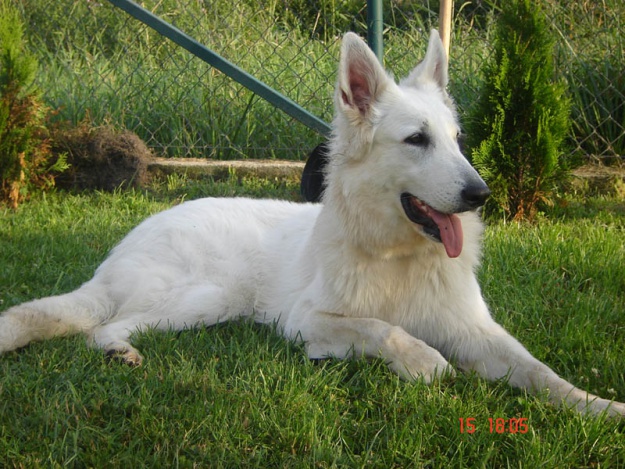 Lilly-lipiec2012.jpg